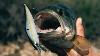 1 Megabass Vision Oneten 110 Frozen Tequila Jerkbait Lure Rare Limited Release